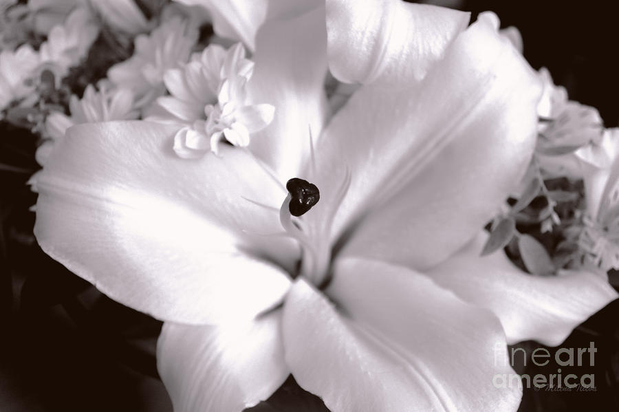 Black And White Photograph - The Beauty of Nature #1 by Milena Ilieva