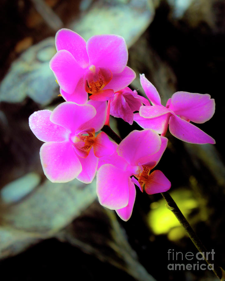 The Beauty of Orchids two #1 Photograph by Ken Frischkorn