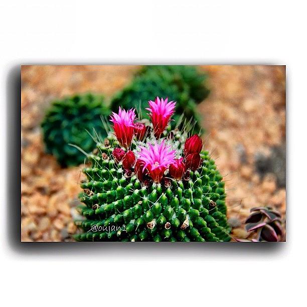 Rose Photograph - The Blooms Of The Cactus #omg #1 by Ahmed Oujan