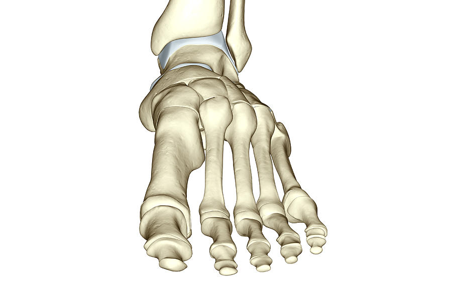 The Bones Of The Foot #1 Digital Art by MedicalRF.com