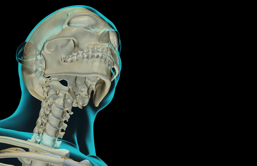 The Bones Of The Head And Neck #1 Digital Art by MedicalRF.com