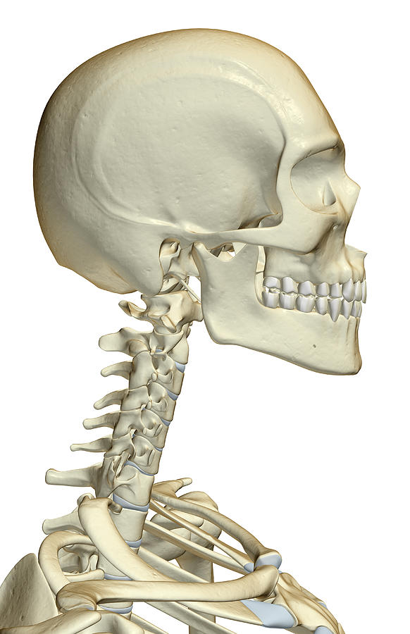 skull and neck bones
