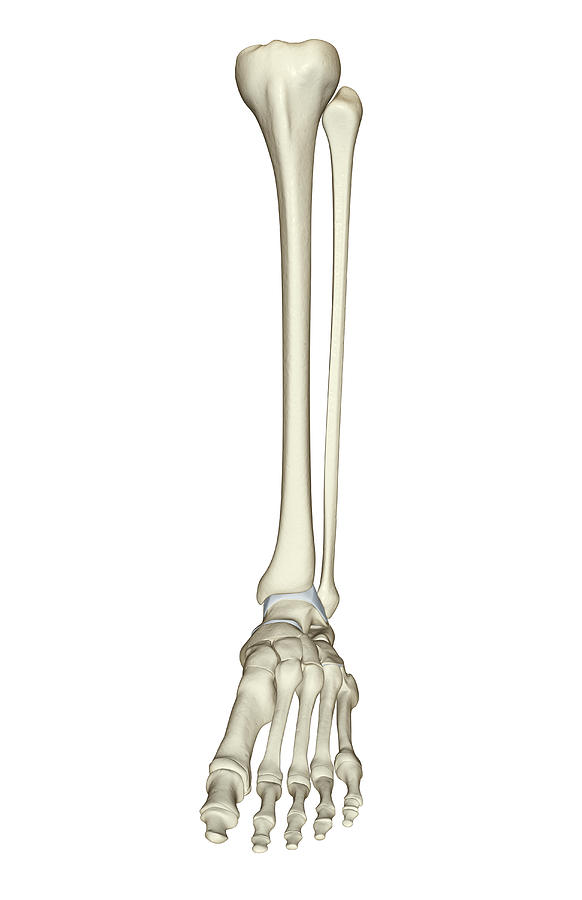 The Bones Of The Leg #1 Digital Art by MedicalRF.com