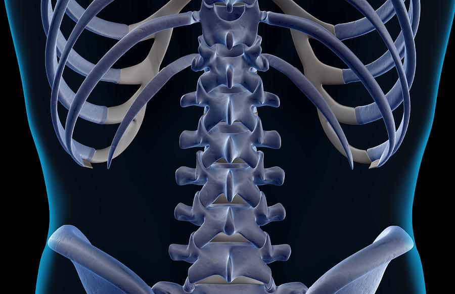 the-bones-of-the-lower-back-stock-image-f001-5326-science-photo