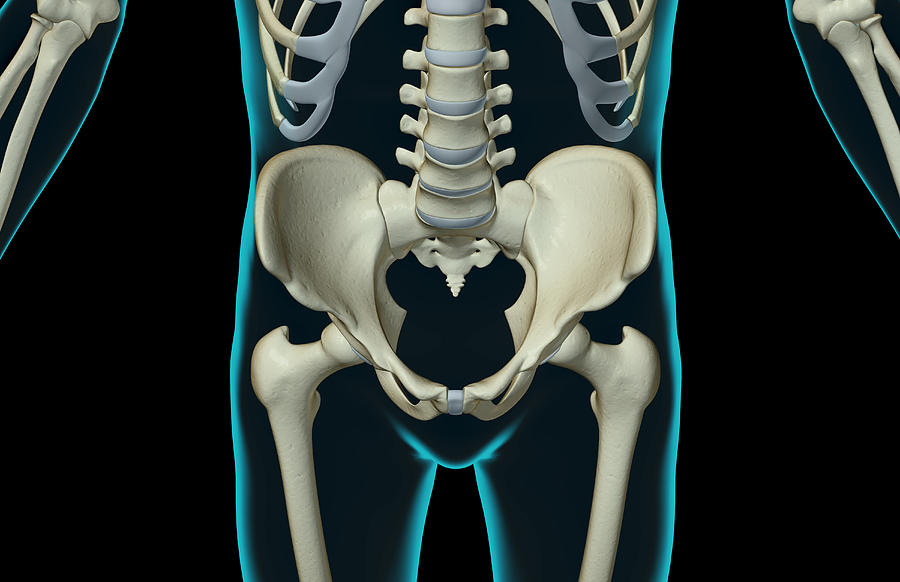 The Bones Of The Lower Body #1 Digital Art by MedicalRF.com