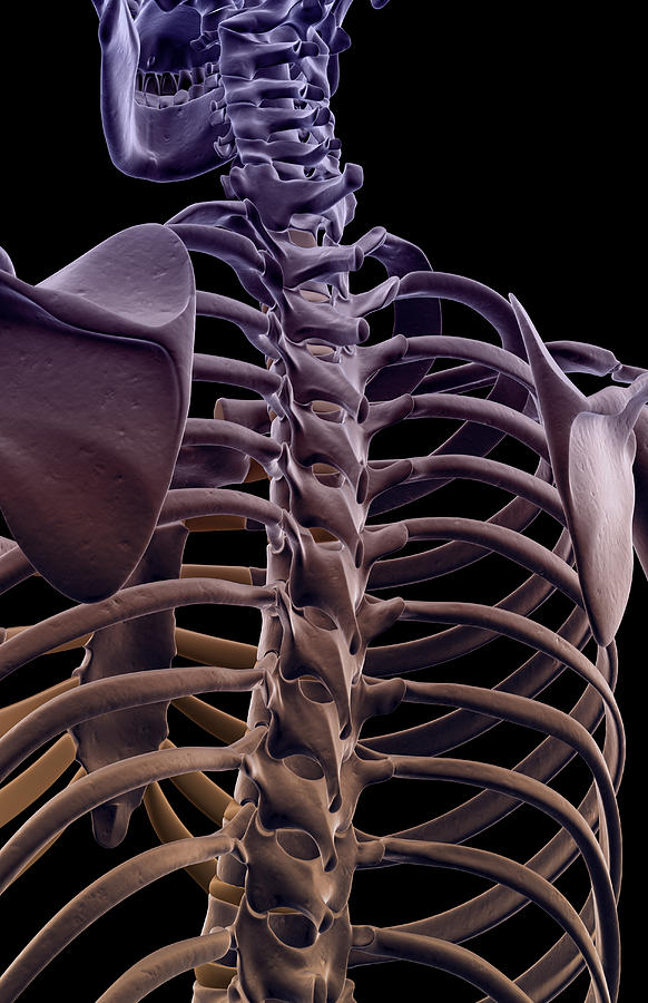 The Bones Of The Upper Body #1 Digital Art by MedicalRF.com
