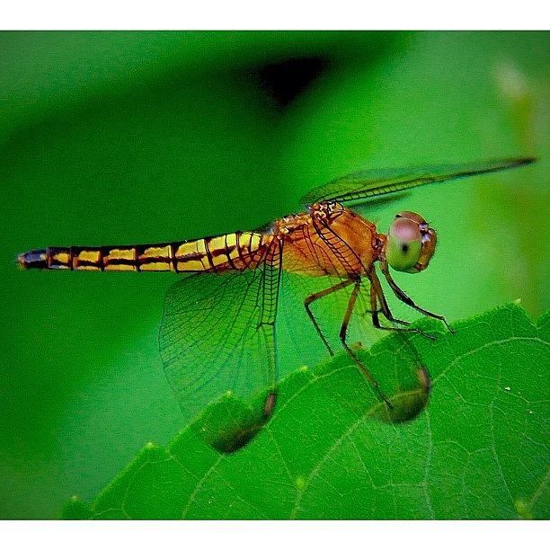 Rose Photograph - The Catch Of Today, A Dragonfly In My #1 by Ahmed Oujan