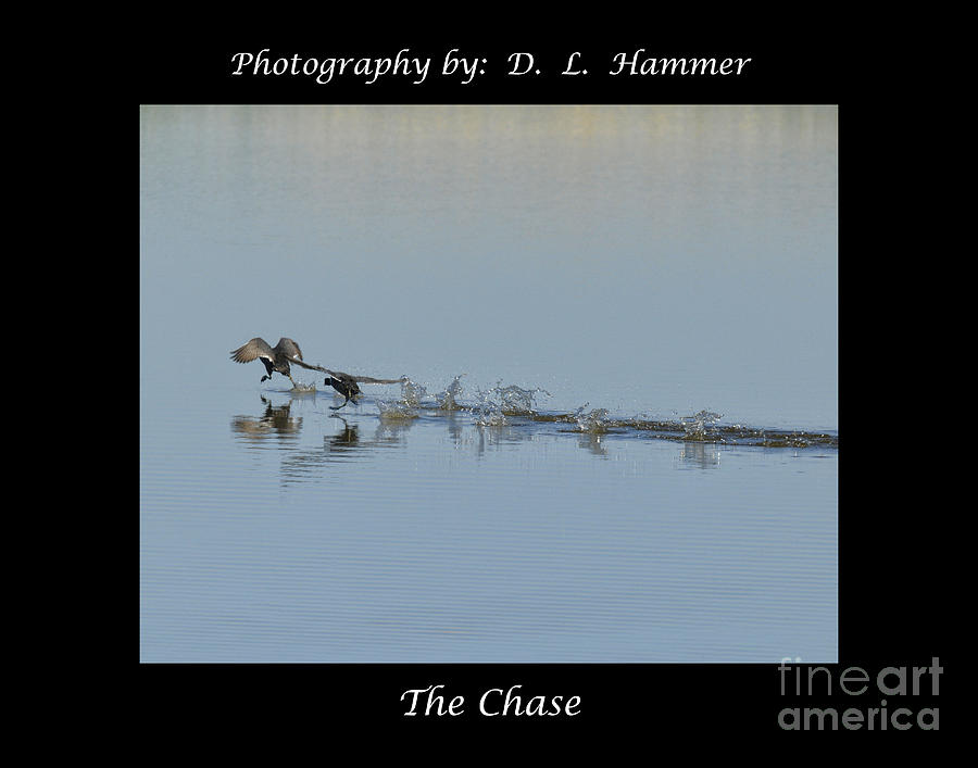 Bird Photograph - The Chase #1 by Dennis Hammer