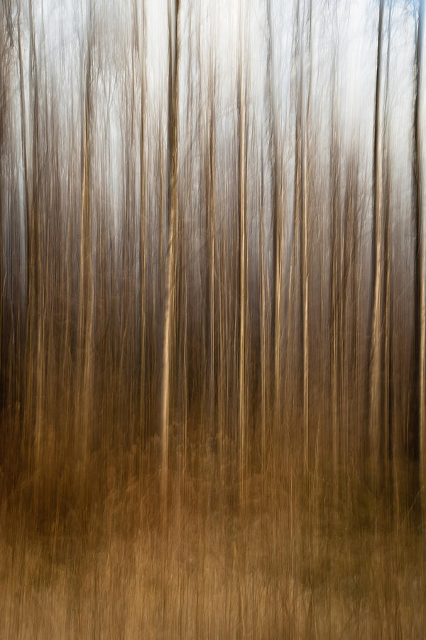 The Forest #1 Photograph by Keith Allen