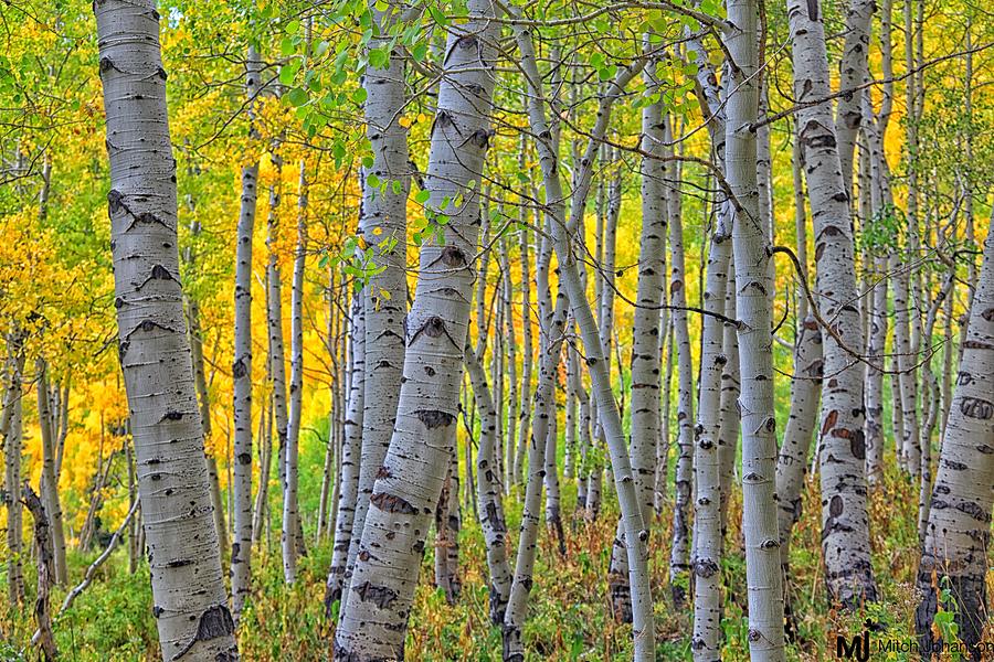 Tree Photograph - The Gentleness of Aspens #1 by Mitch Johanson