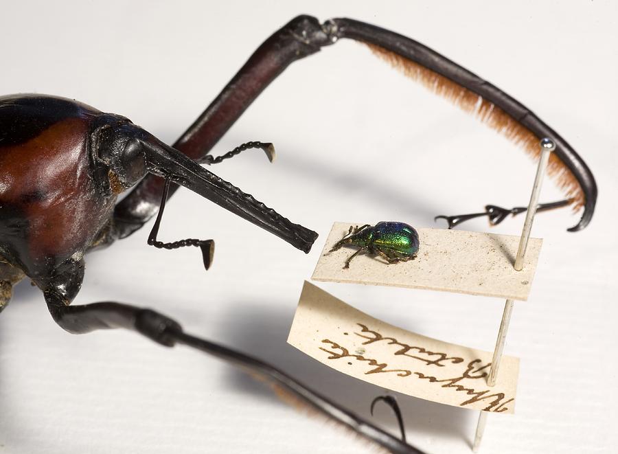 Collecting Photograph - The Lesser Of Two Weevils #1 by Paul D Stewart