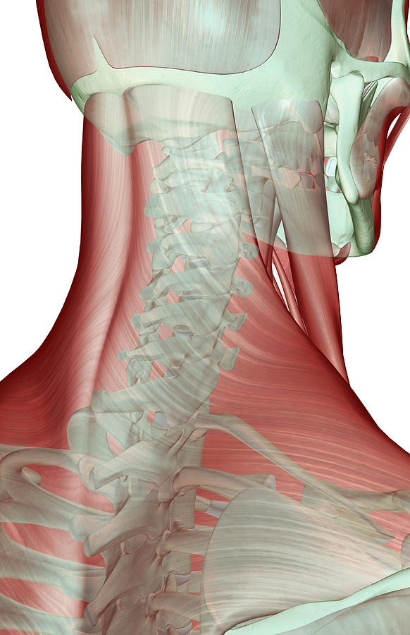 The Musculoskeleton Of The Neck #1 Digital Art by MedicalRF.com
