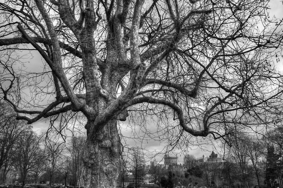 The Old Oak #1 Photograph by Chris Day