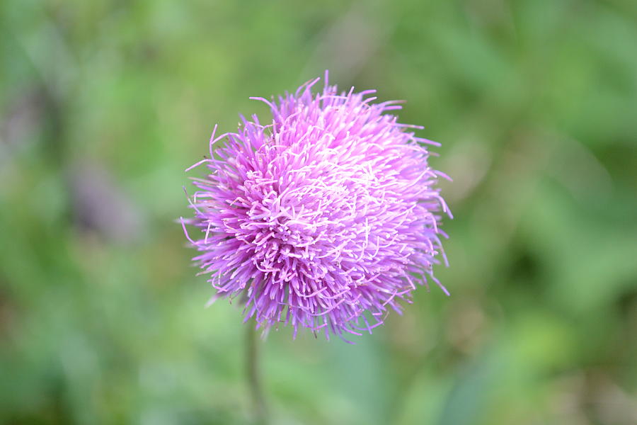 The Pink Thistle Photograph by Amanda Connelly - Pixels