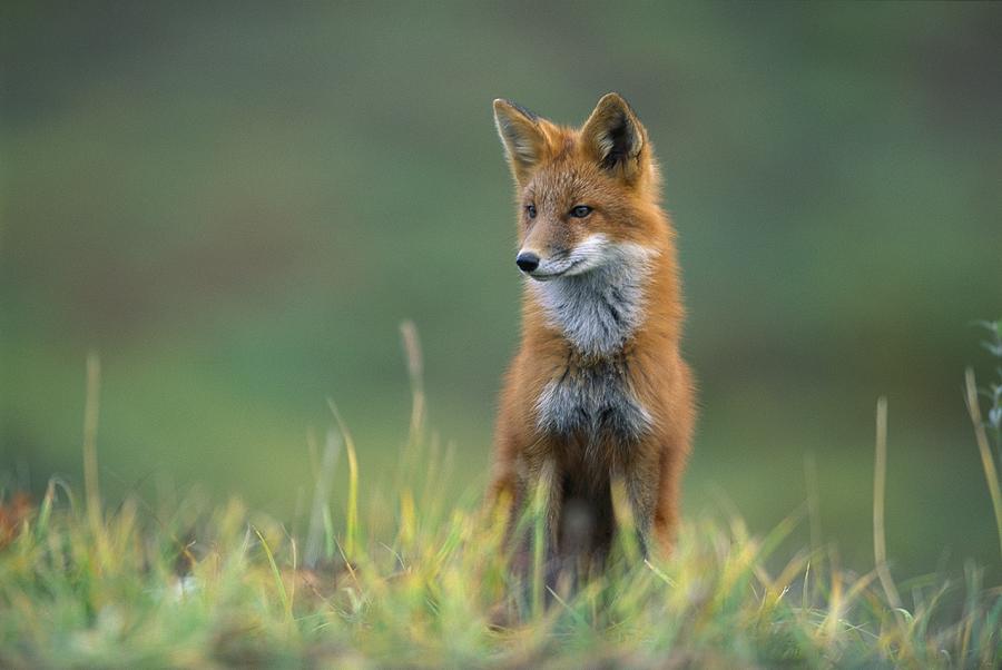 Fox is more. Рисунок фото лисы на аву. Лисизм. Red Fox solo