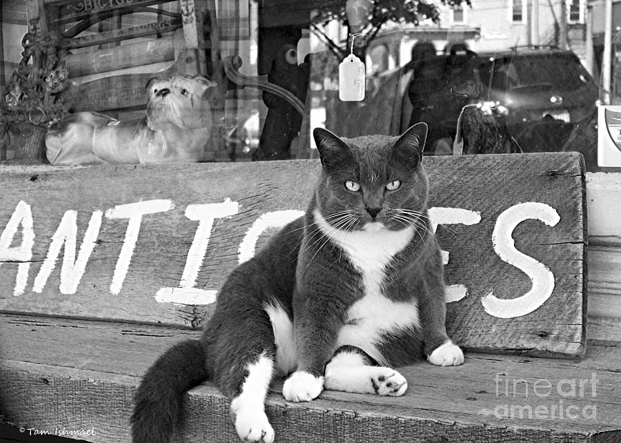 Animal Photograph - The Shop Cat #1 by Tammy Ishmael - Eizman