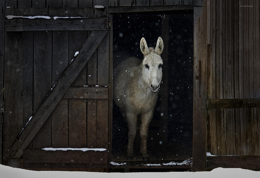 Winter Photograph - The White Mule #1 by Ron Jones