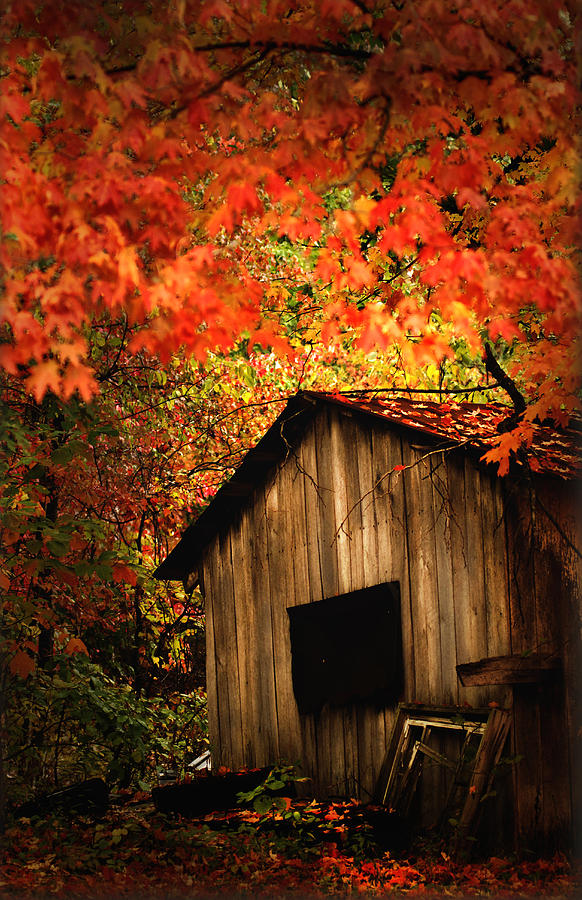 The Wood Shed  #1 Photograph by Randall Branham