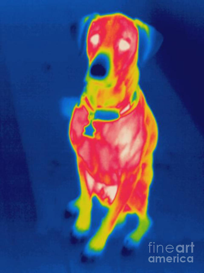 Thermogram Of A Dog #1 Photograph by Ted Kinsman