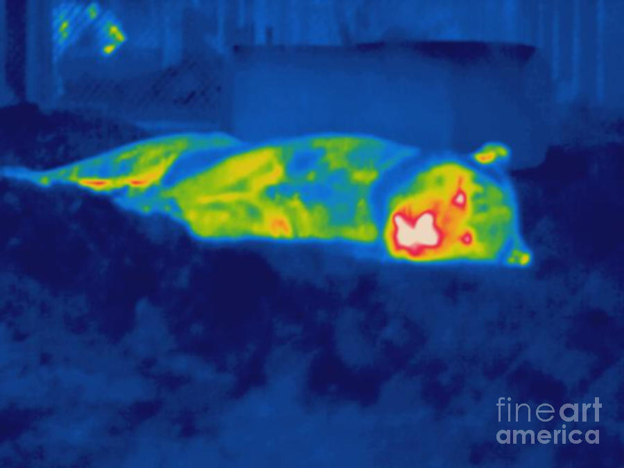 Thermogram Of A Tiger #1 Photograph by Ted Kinsman