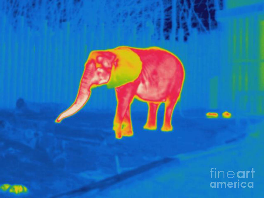 Thermogram Of An Elephant #1 Photograph by Ted Kinsman