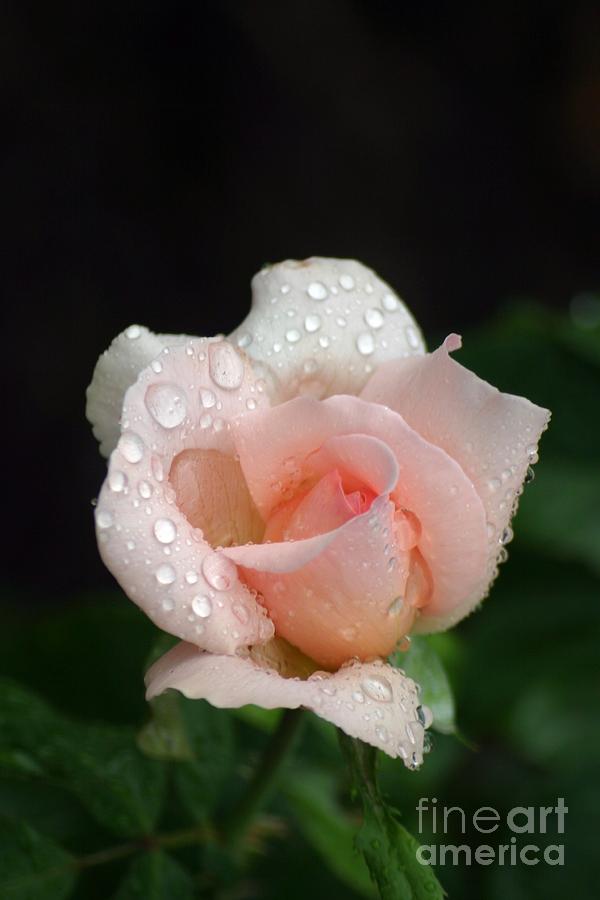 Rose Photograph - Thinking Of You #1 by Living Color Photography Lorraine Lynch