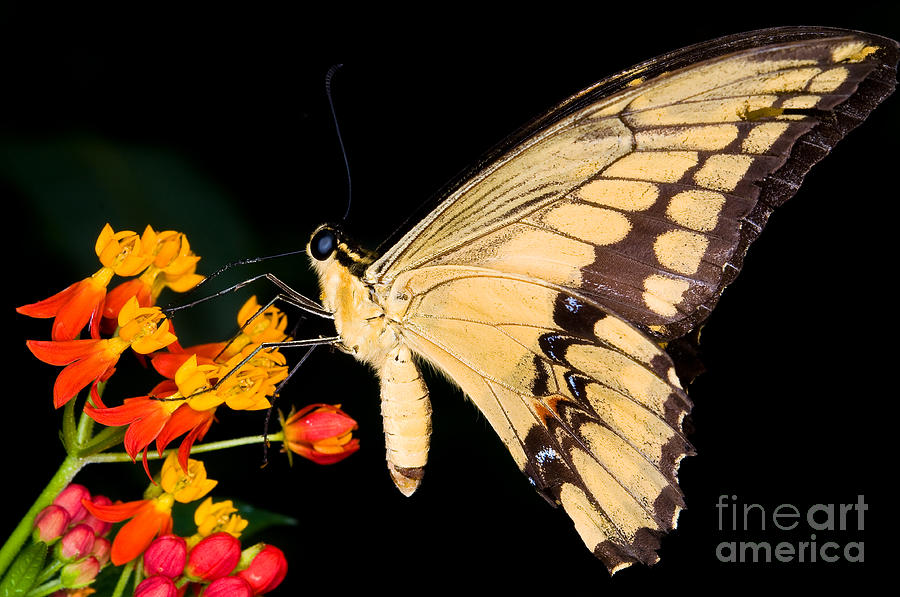 Thoas Swallowtail Butterfly #1 Photograph by Terry Elniski