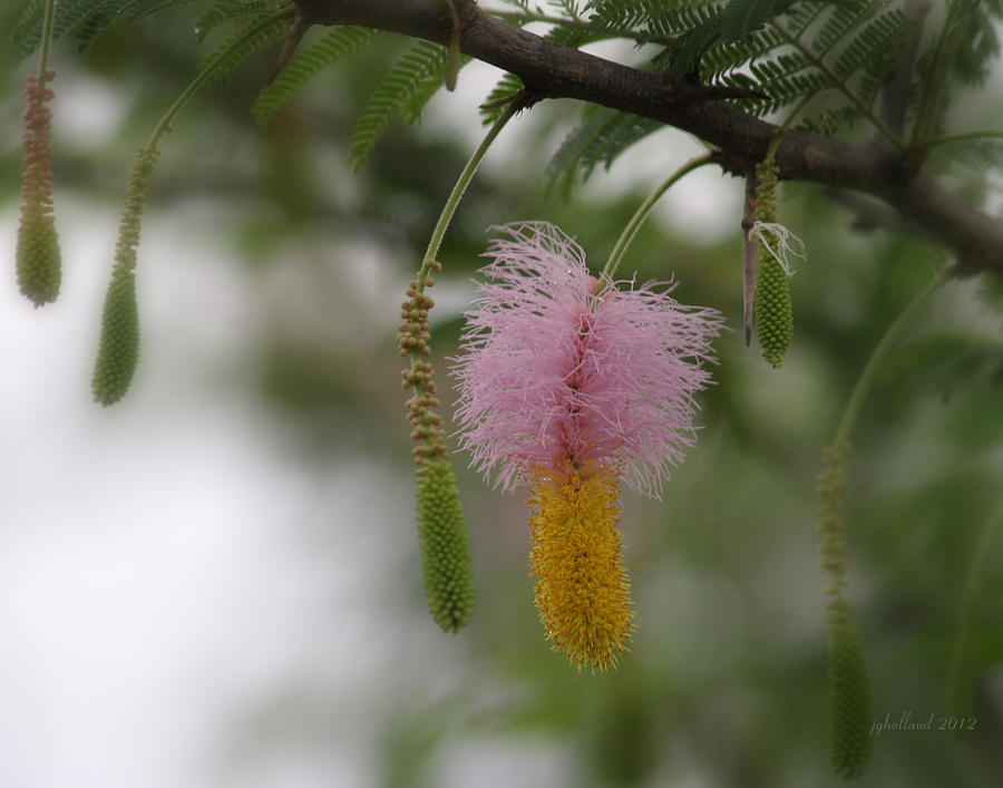 Thorn Acacia Flower #1 Photograph by Joseph G Holland