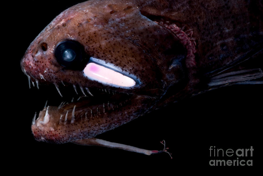 Threadfin Dragonfish #1 Photograph by Dant Fenolio