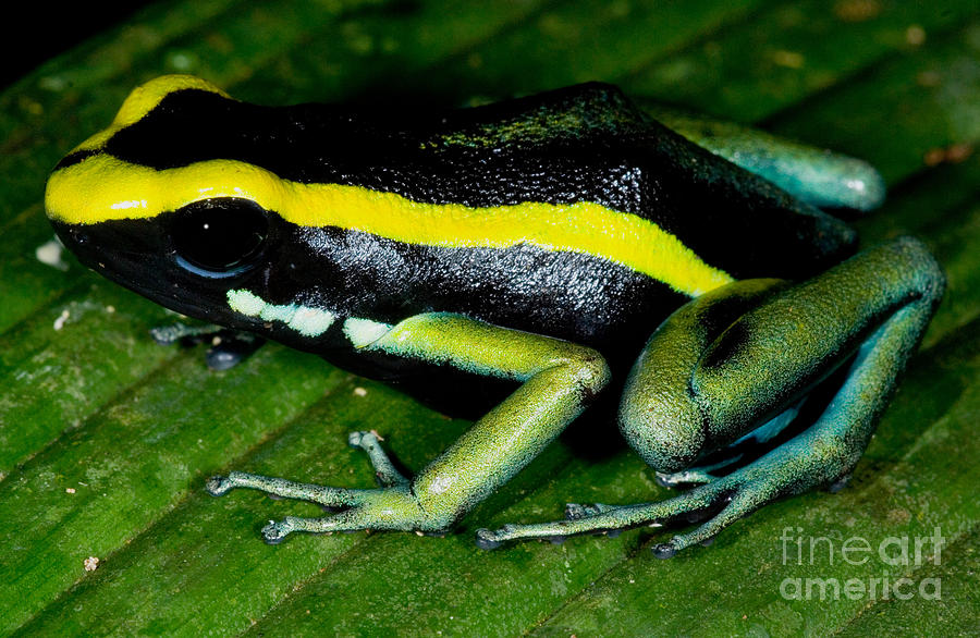 Three-striped Poison Frog #1 Photograph by Dant Fenolio