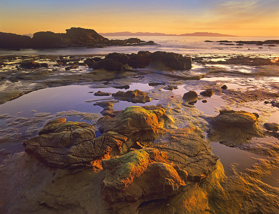 Landscape Photograph - Tidepools Exposed At Low Tide Botanical #1 by Tim Fitzharris