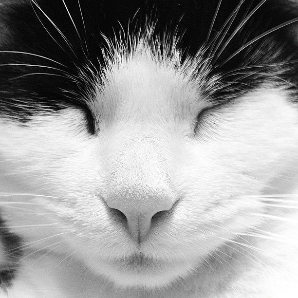 Cat Photograph - Tier #1 by Rachel Williams