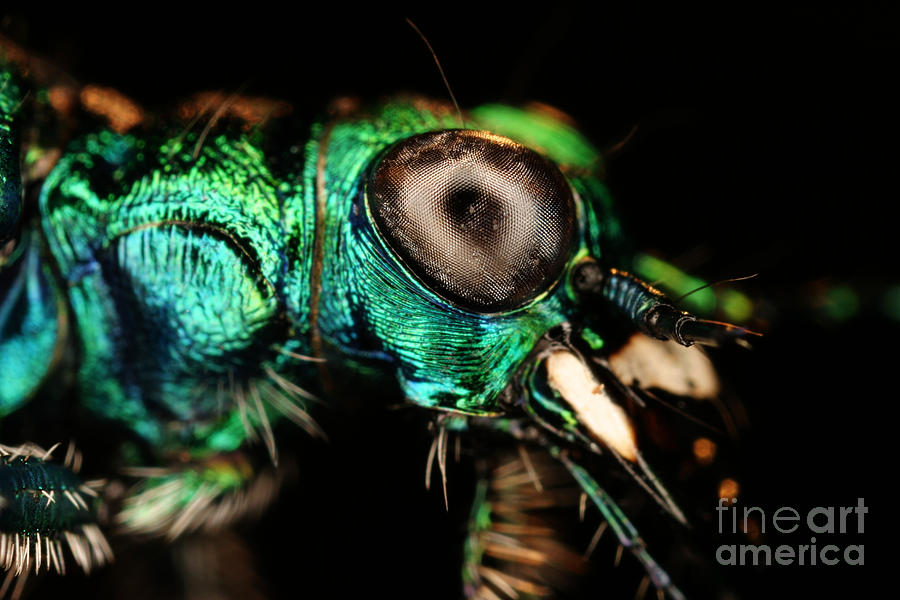 Tiger Beetle #1 Photograph by Ted Kinsman