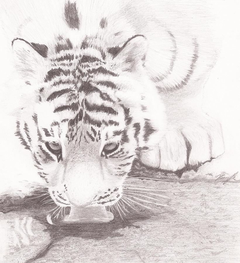 Nature Drawing - Tiger by a creek #1 by Kaylee Axberg