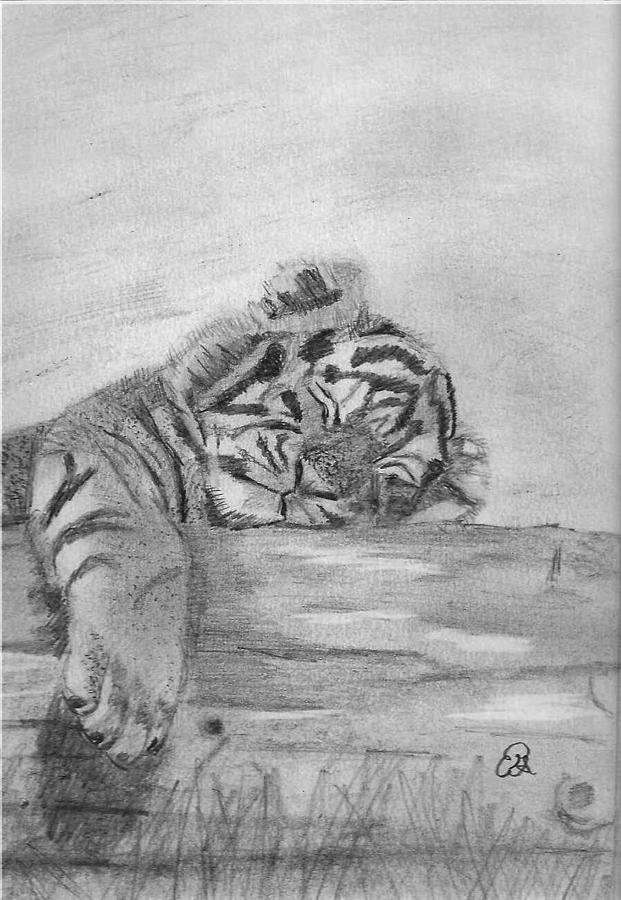 Tiger Cub Drawing by Gail Schmiedlin - Fine Art America