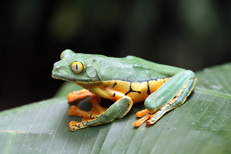 Tiger Frog Photograph by Johnny Cordero