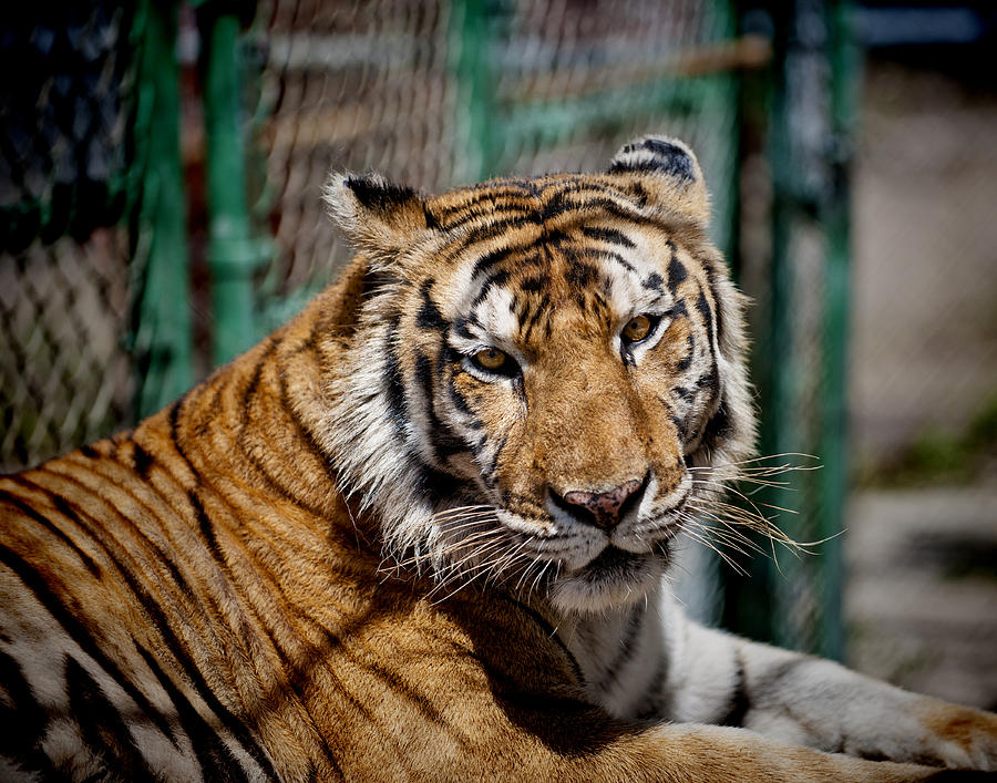 Tiger  #1 Photograph by Keith Lovejoy