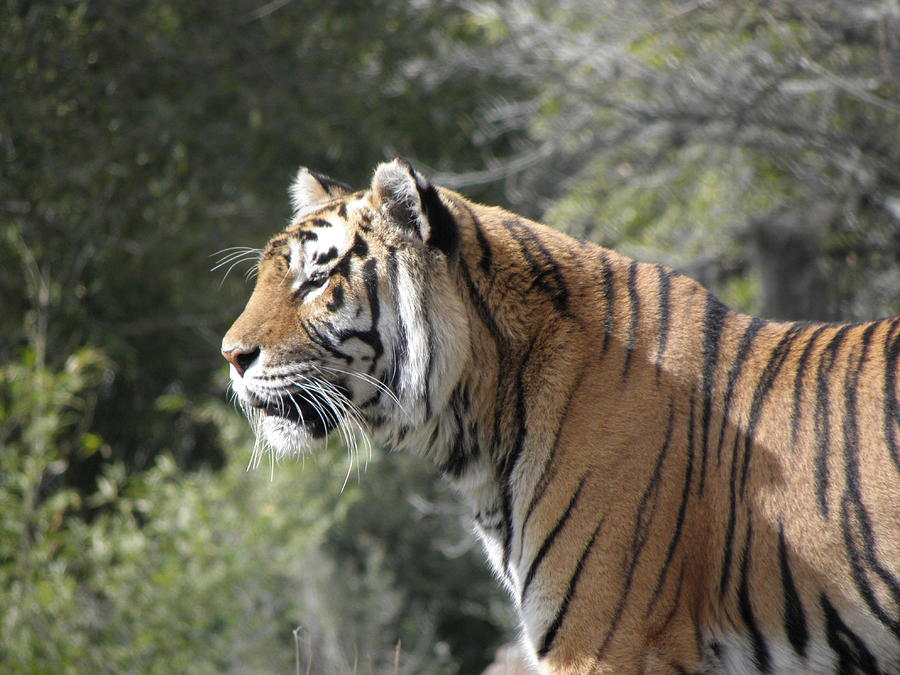 Tiger Photograph by Kim Galluzzo Wozniak