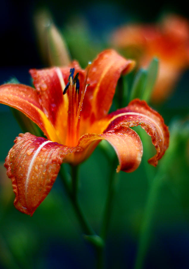 Tiger Lily Photograph