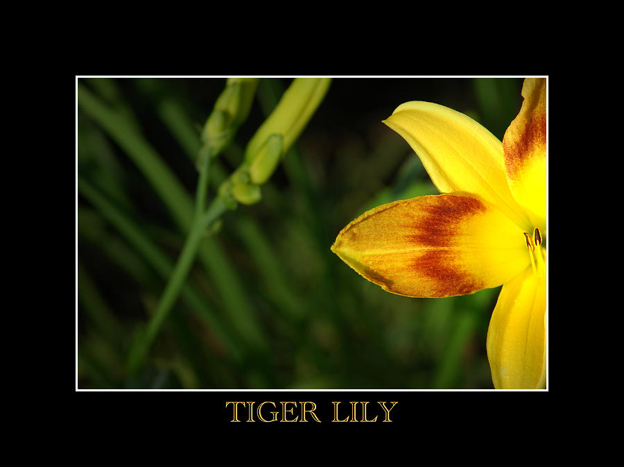 Tiger Lily #1 Photograph by David Weeks