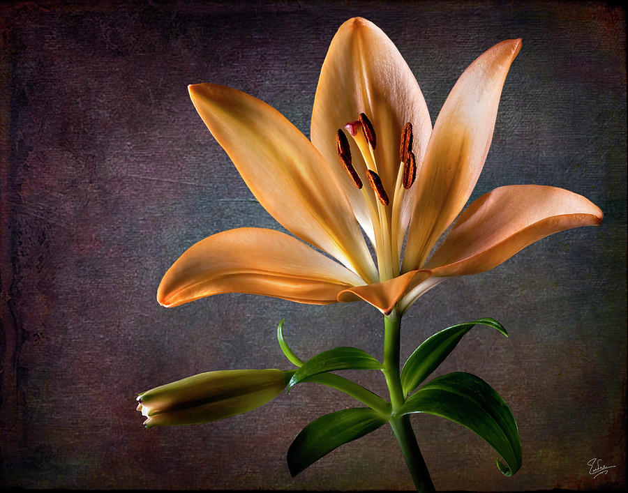 Tiger Lily #1 Photograph by Endre Balogh