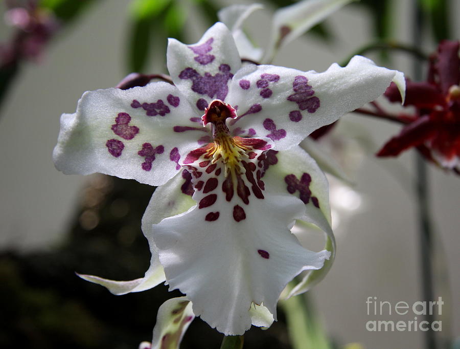 Tiger Orchid #2 Photograph by Christiane Schulze Art And Photography