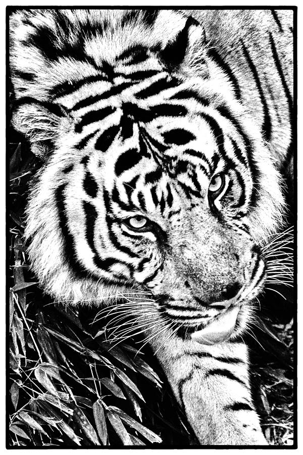 Tiger #2 Photograph by Perla Copernik
