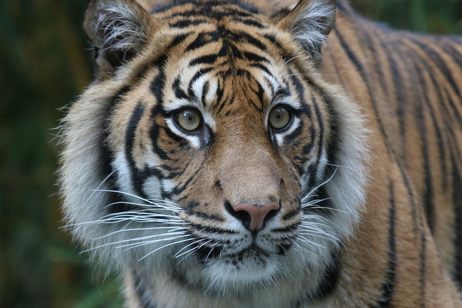 Bengal Tiger Stare Photograph