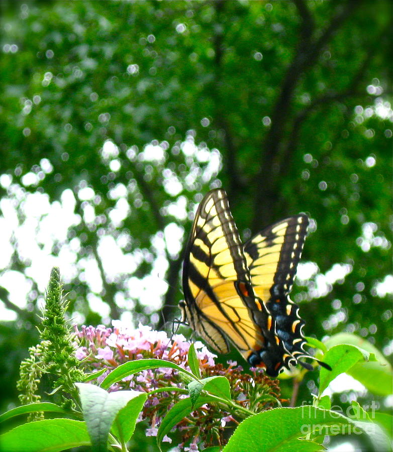 Tiger Swallowtail Butterfly  #1 Photograph by Nancy Patterson