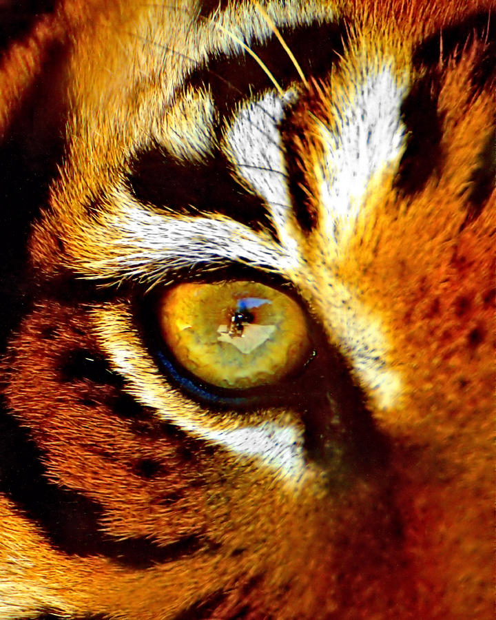 Tigers Eye #1 Photograph by Marlo Horne