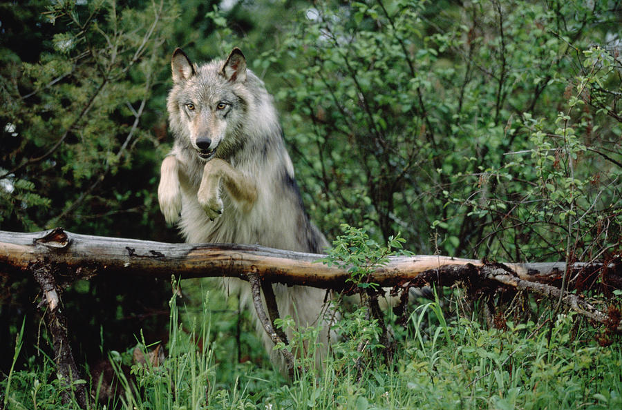 Timber Wolf Leaping Over Fallen Log Photograph by Tim Fitzharris