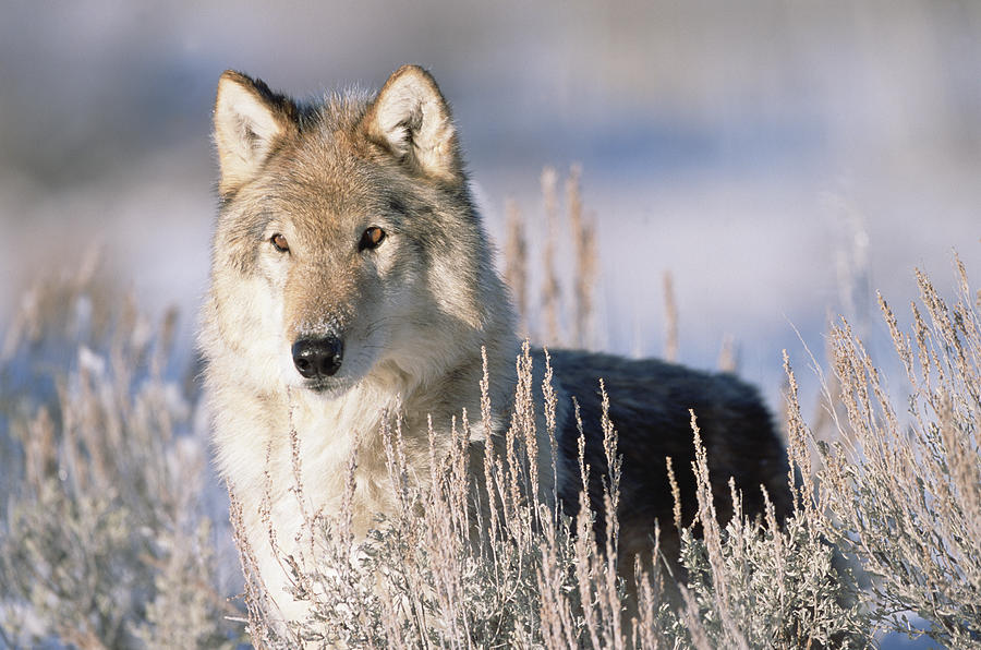 Timber Wolf Portrait North America #1 Photograph by Tim Fitzharris
