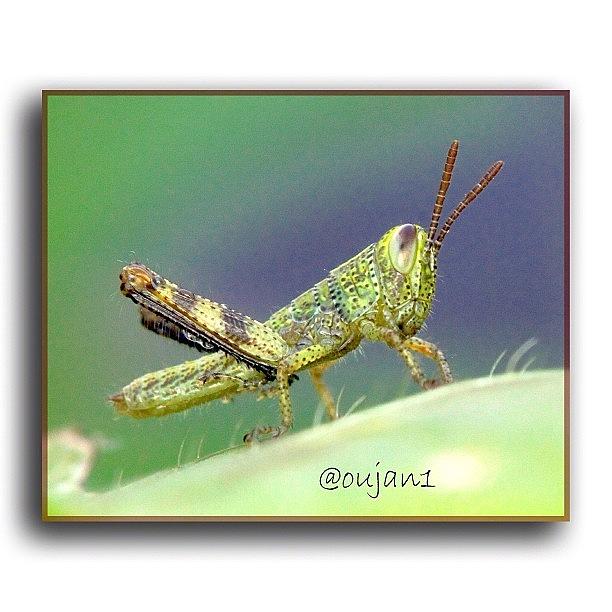 Rose Photograph - Todays Bug Is A Tiny Grasshopper That #1 by Ahmed Oujan