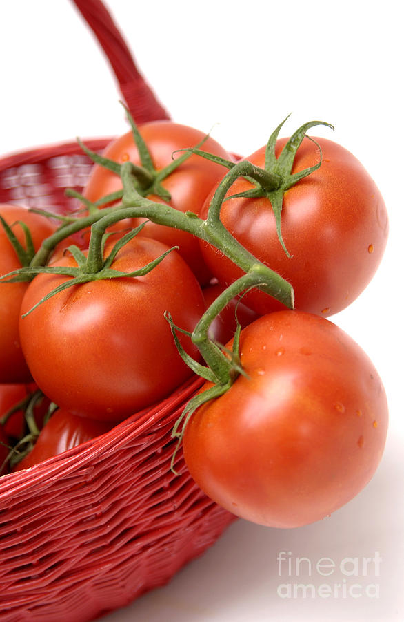 Vegetable Photograph - Tomatoes #1 by Bernard Jaubert